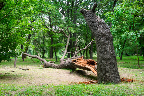 How Our Tree Care Process Works  in  Darrington, WA